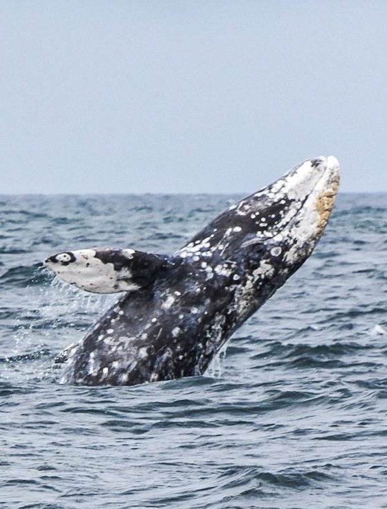 Gray Whale Foundation