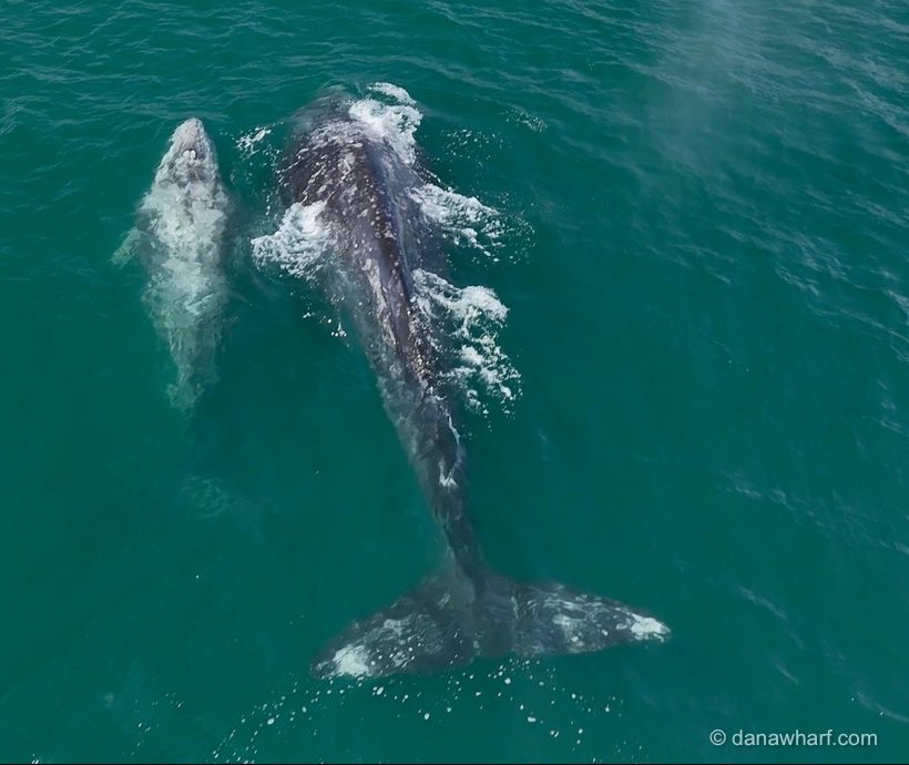 Gray Whale Foundation